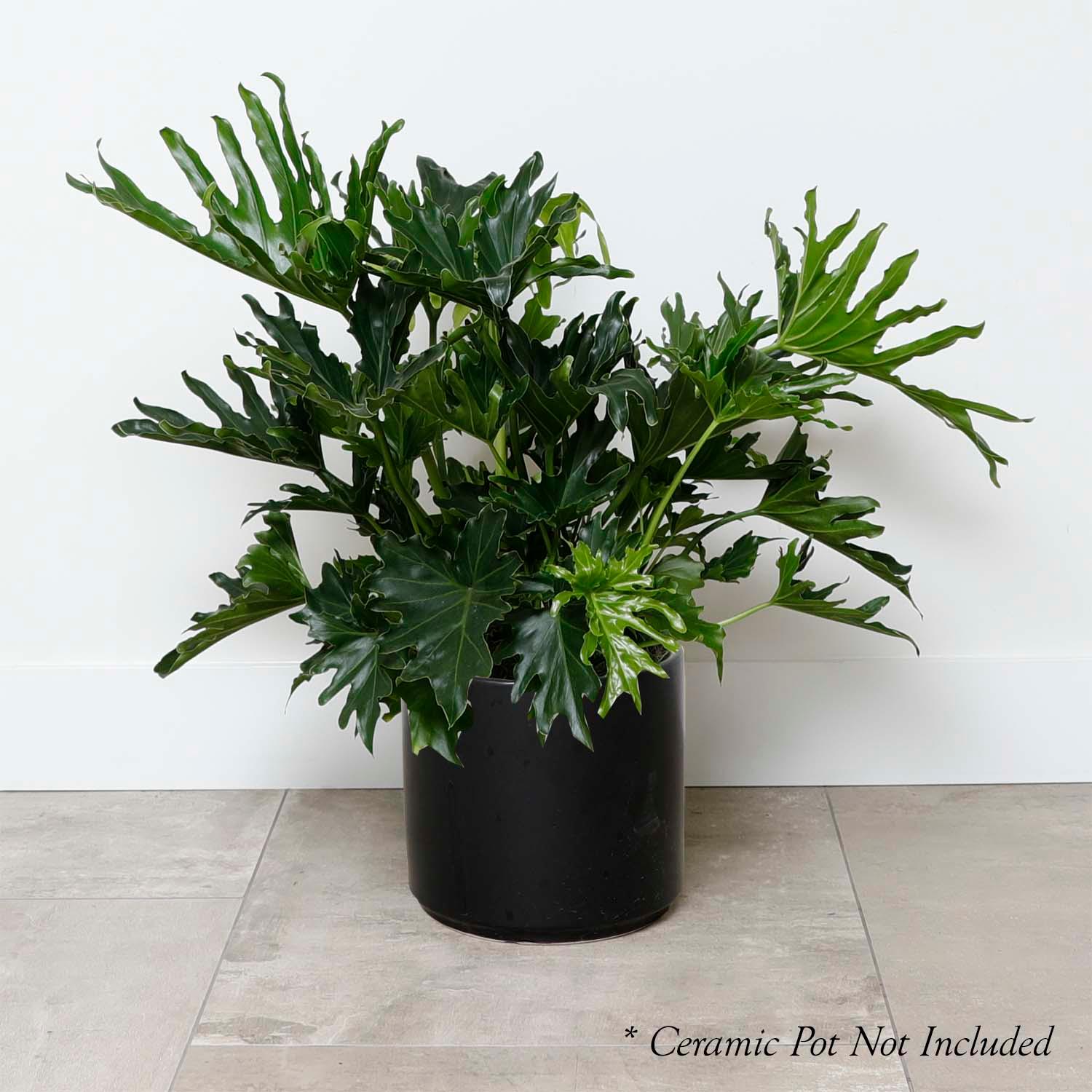 Indoor Plants